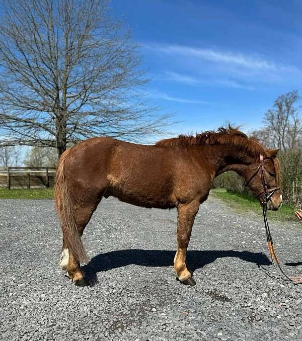 trail-welsh-pony