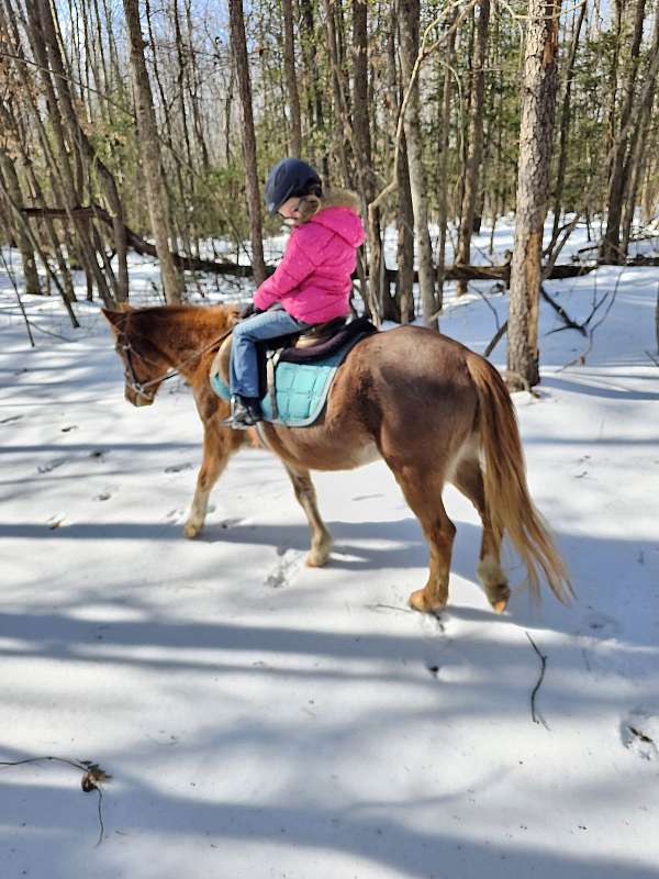 kid-safe-welsh-pony