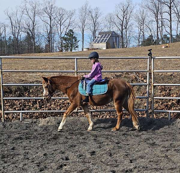 pony-welsh