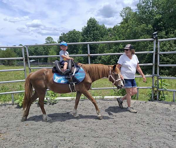 trail-welsh-pony