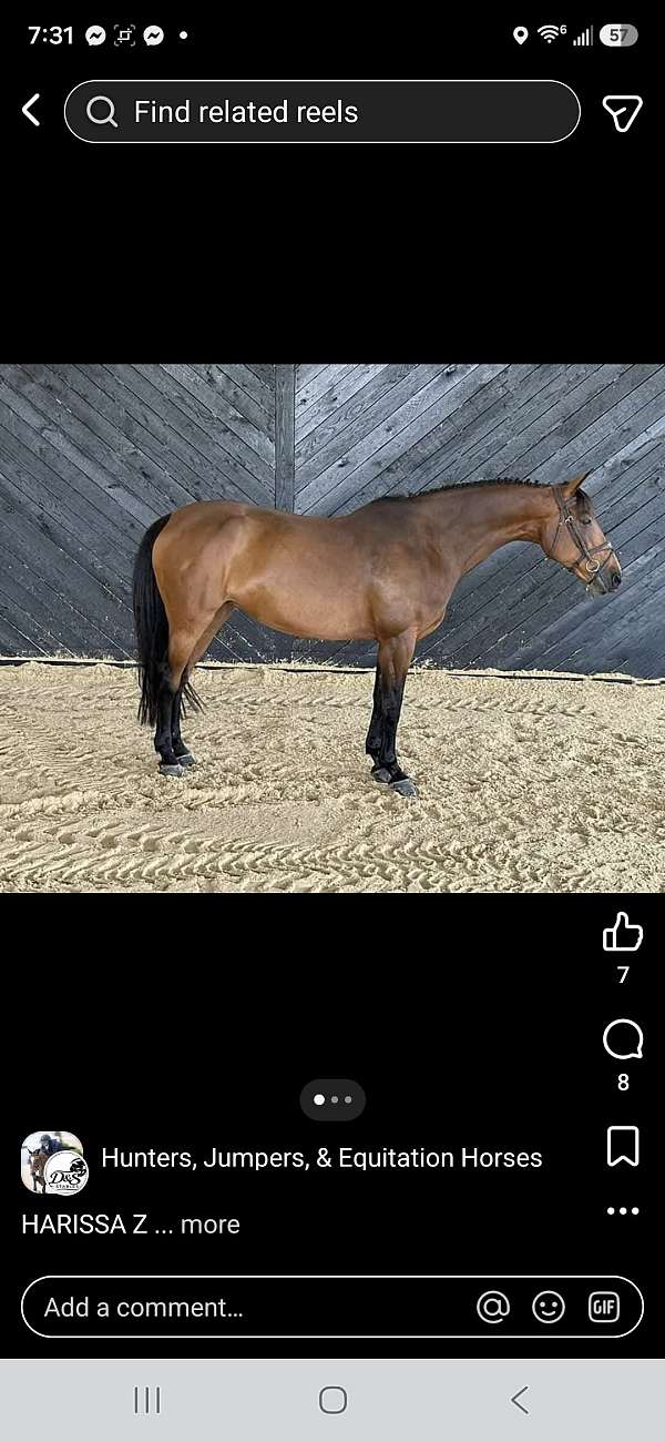 cross-country-warmblood-horse