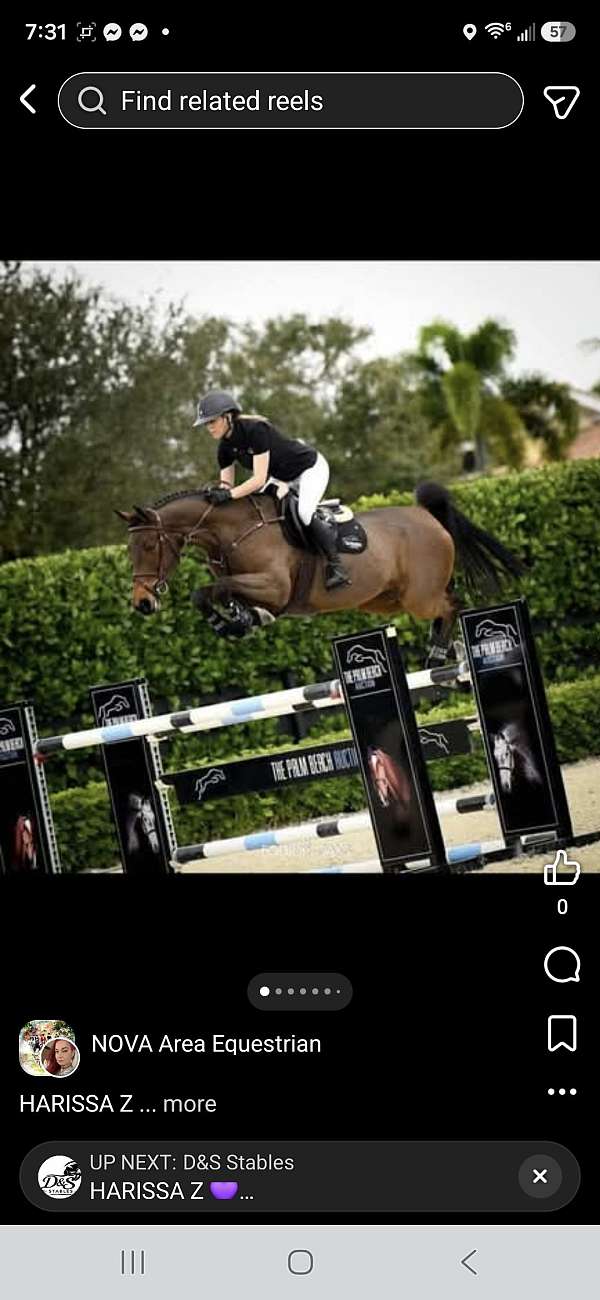 jumper-warmblood-horse