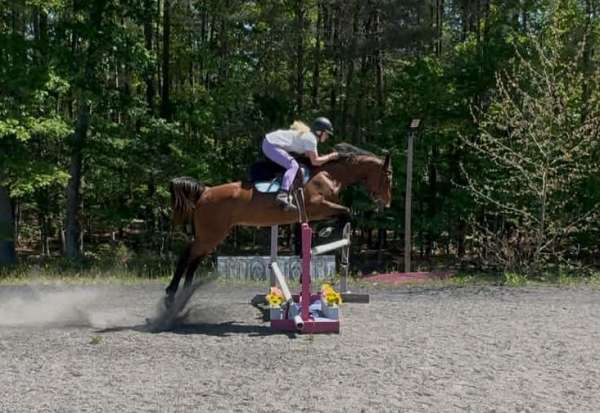 show-jumping-warmblood-horse