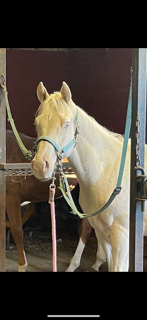 cremello-quarter-horse-gelding