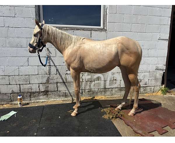 cremello-aqha-gelding