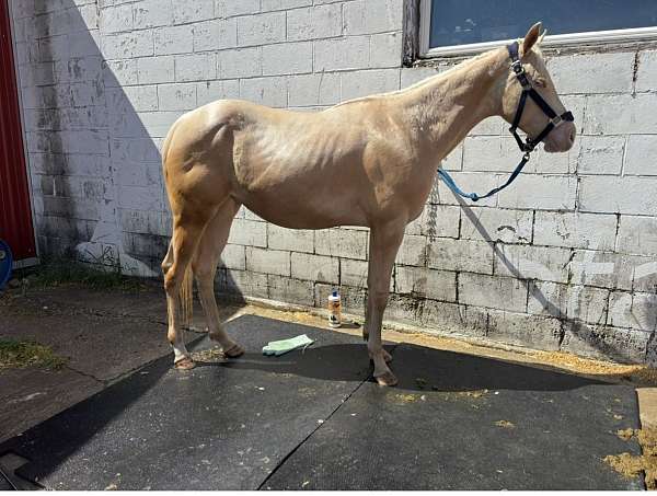 cremello-aqha-horse