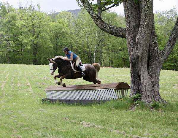 all-around-prospect-appaloosa-pony