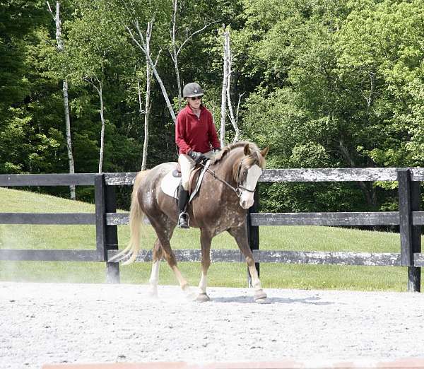 all-arounder-appaloosa-pony