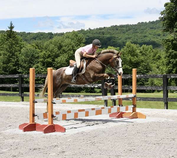 bay-roan-star-socks-pony