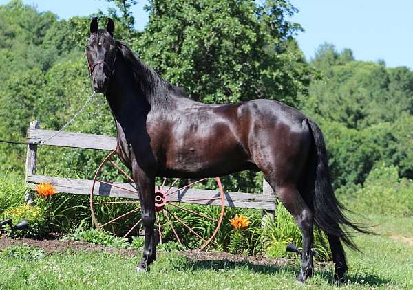 driving-trail-riding-racking-horse