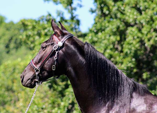 black-driving-trail-riding-horse
