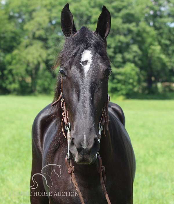 packs-tennessee-walking-horse