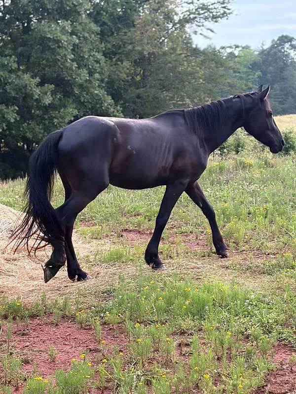 friesian-gelding