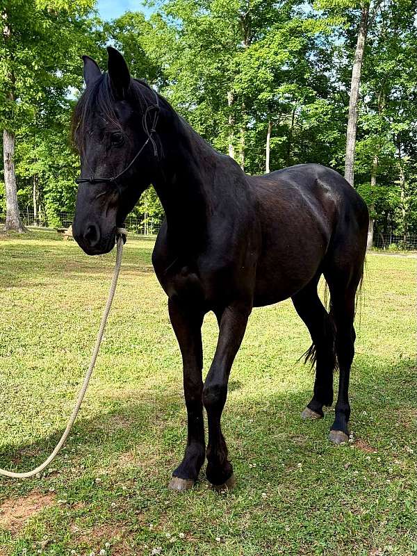 friesian-horse-for-sale