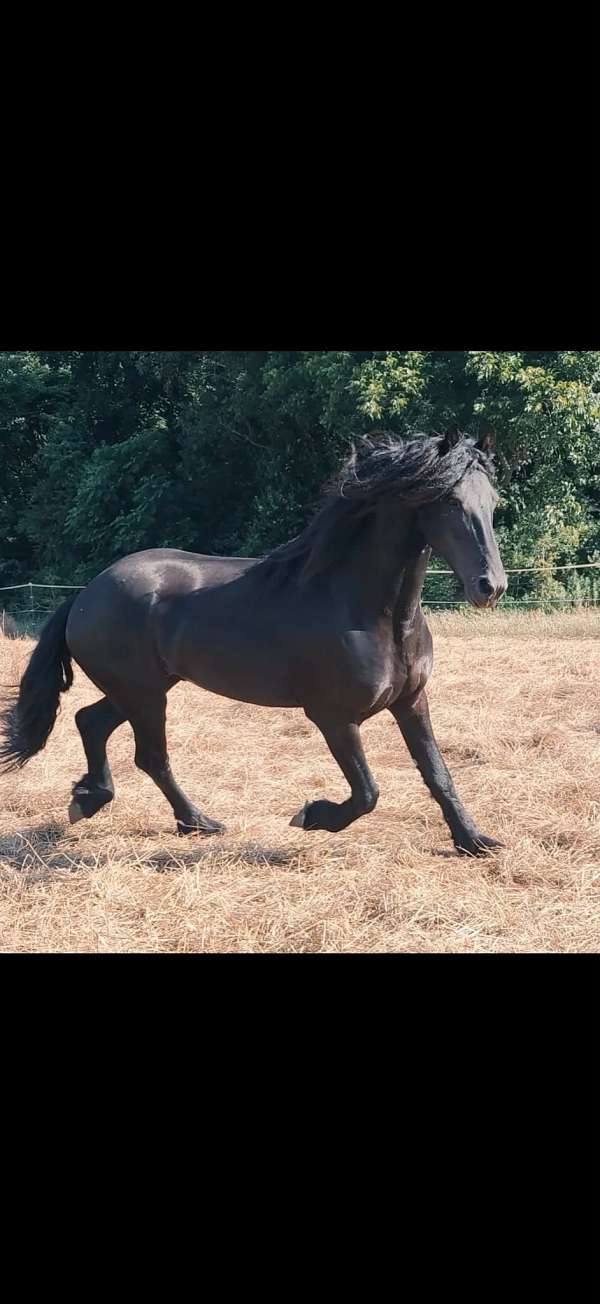 friesian-horse