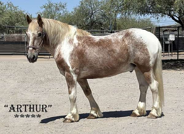 safe-family-haflinger-horse