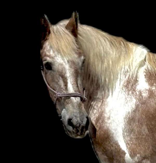 spotted-haflinger-horse