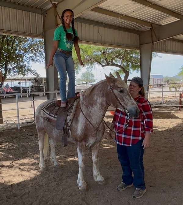 strawberry-roan-haflinger-horse