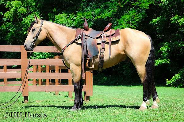 workin-andalusian-horse