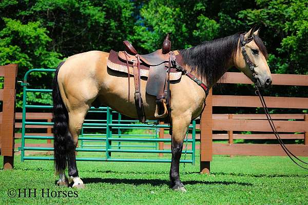 all-around-andalusian-horse