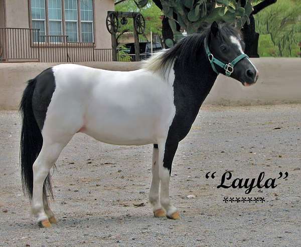 pinto-mini-filly