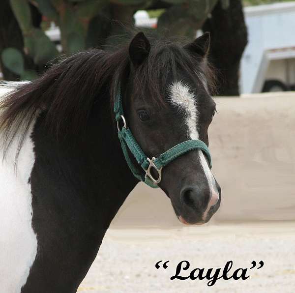 video-filly