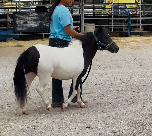 youtube-video-filly