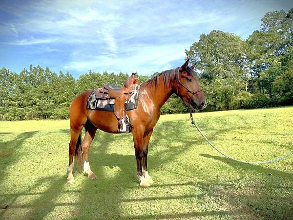 clinics-mustang-horse