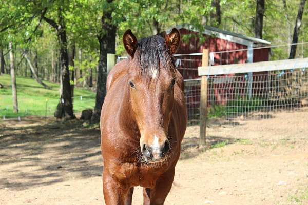fun-mustang-horse