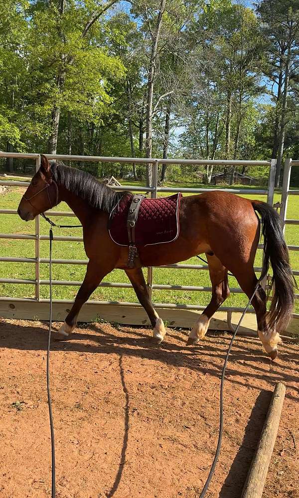 events-mustang-horse