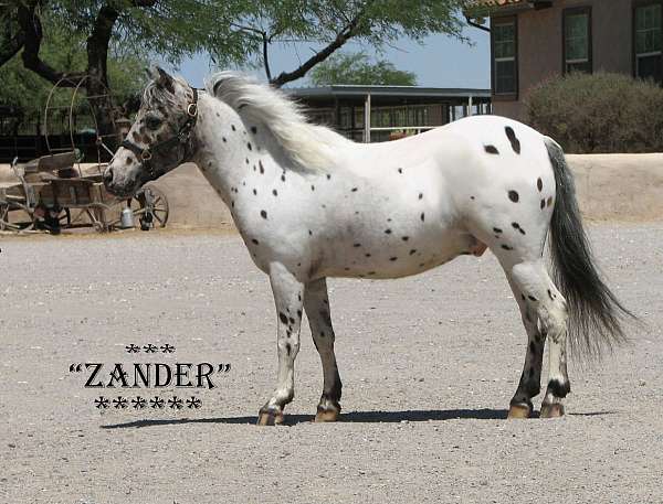 leopard-appy-horse
