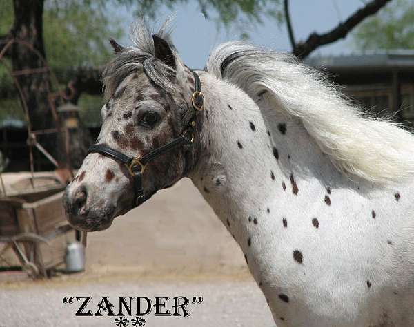 beginner-miniature-horse