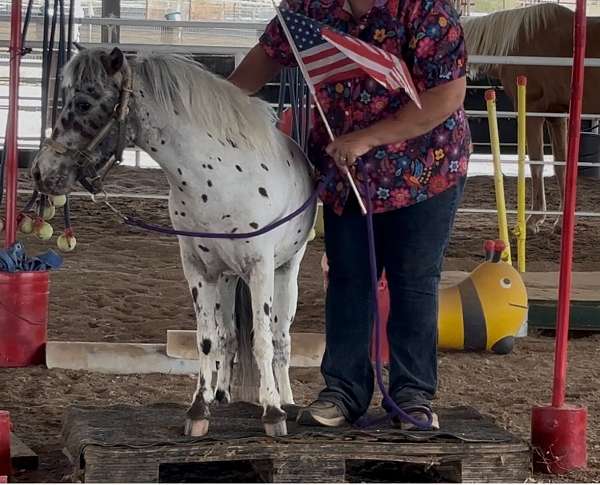 beginner-safe-miniature-horse