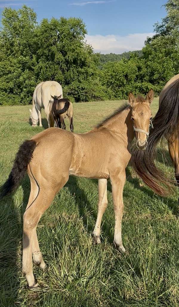 buckskin-draft-friesian-foal