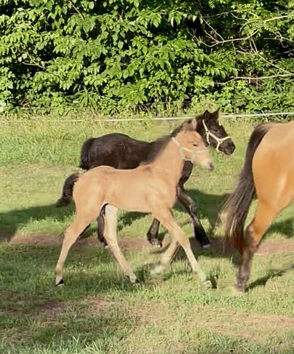 aqha-draft-friesian-colt