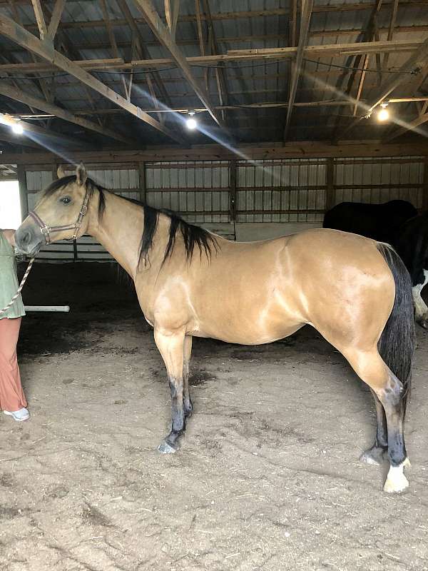 aqha-draft-friesian-foal