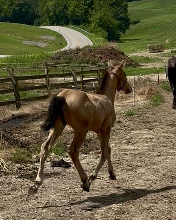 aqha-colt-friesian-horse