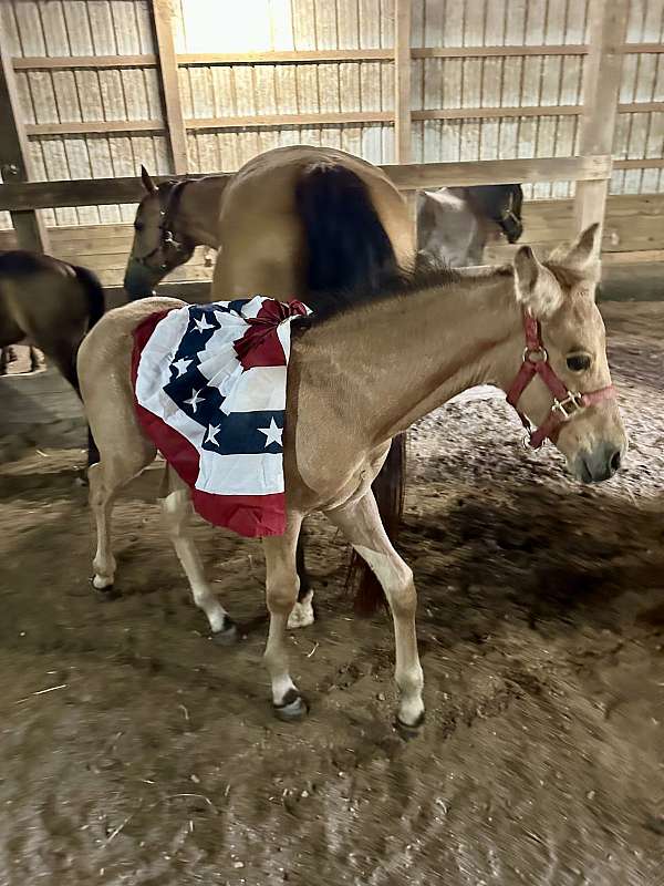 aqha-draft-friesian-mare