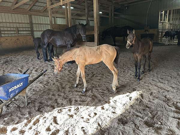 due-colt