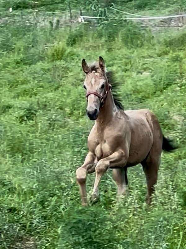 buckskin-draft-friesian-mare