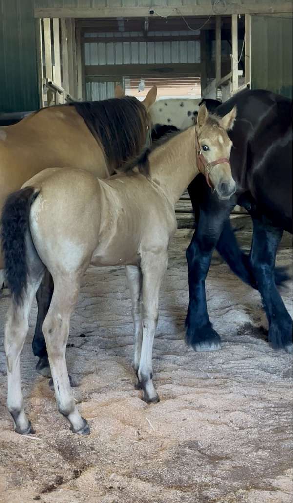 buckskin-draft-friesian-stallion