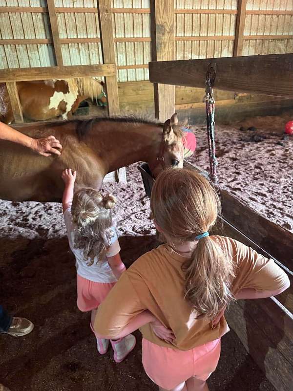 buckskin-draft-friesian-for-sale