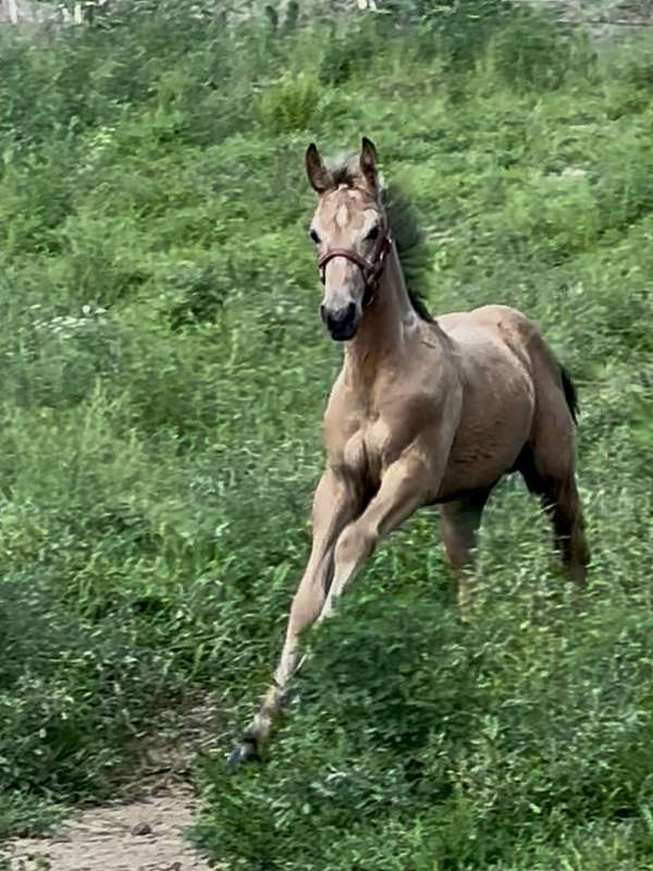 aqha-draft-friesian-stallion