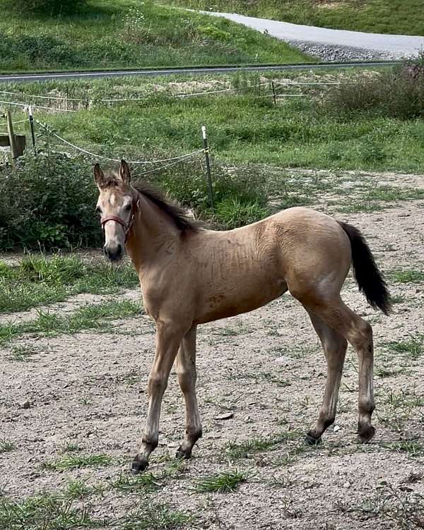 buckskin-draft-friesian-horse