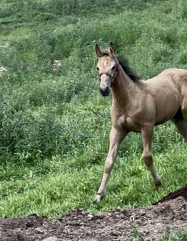 hancock-friesian-horse