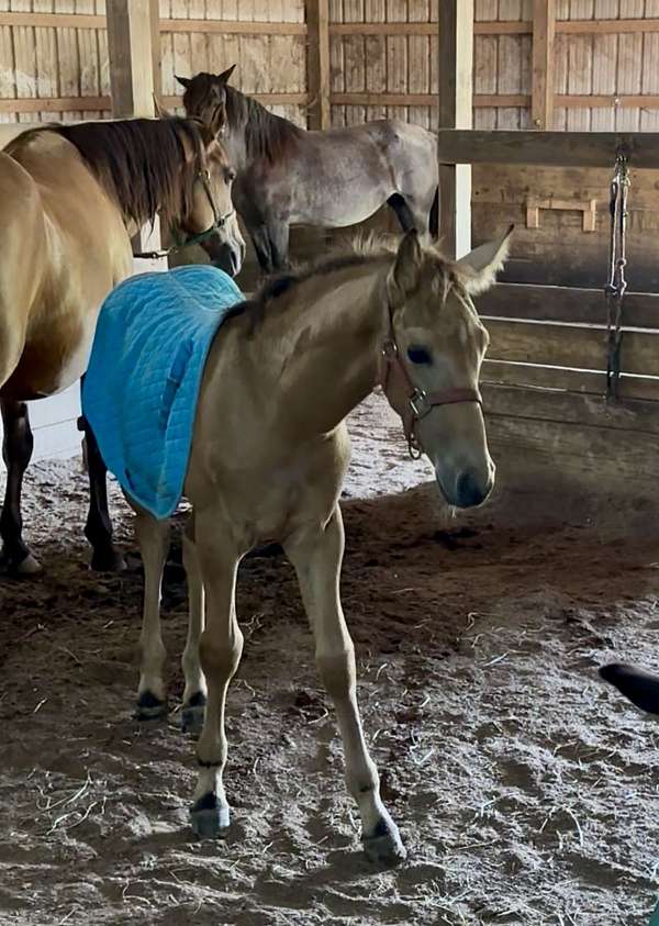 equipment-colt