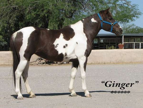 sorrel-tobiano-quarter-pony