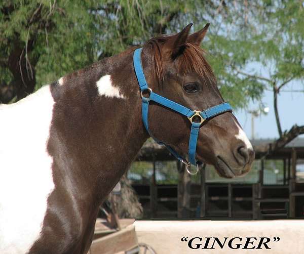 tobiano-mare-quarter-pony