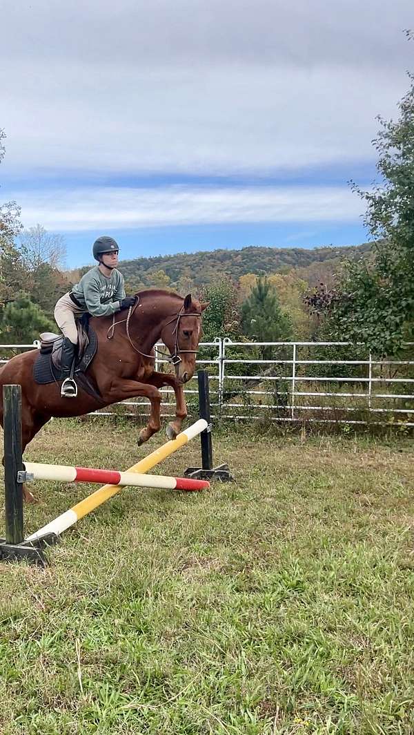 thoroughbred-horse