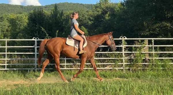 jumpers-thoroughbred-horse